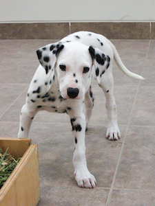 Dalmation puppy playing fetch