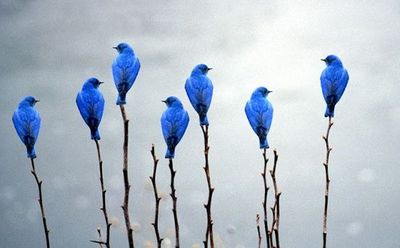 blue birds on branhces