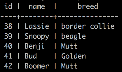 Screenshot of the datastore rows of dogs